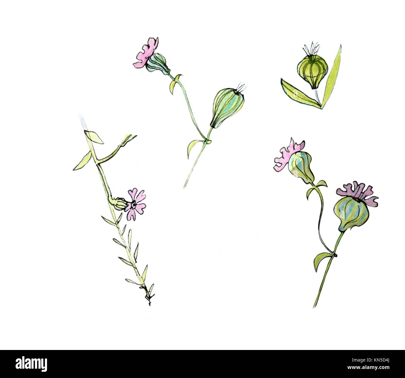 Pink flowers. Sketch drawing in pink and green Stock Photo Alamy