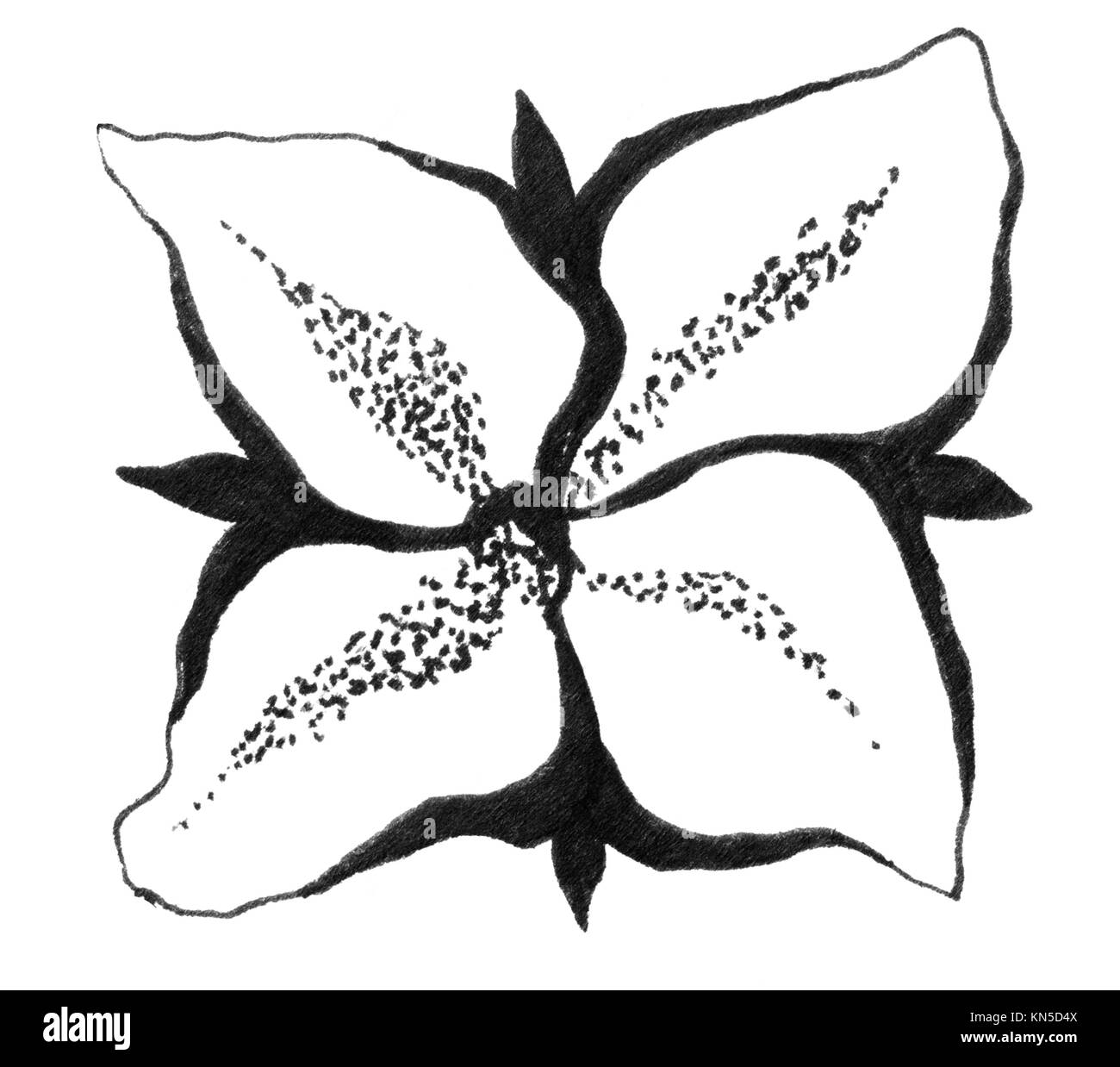 Four petal flower, original abstract ink sketch in black and white. Stock Photo