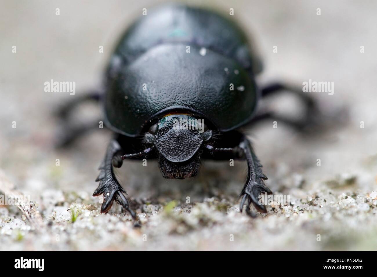 close up recording of a dung beetle in the nature area de Veluwe in Netherlands. Stock Photo