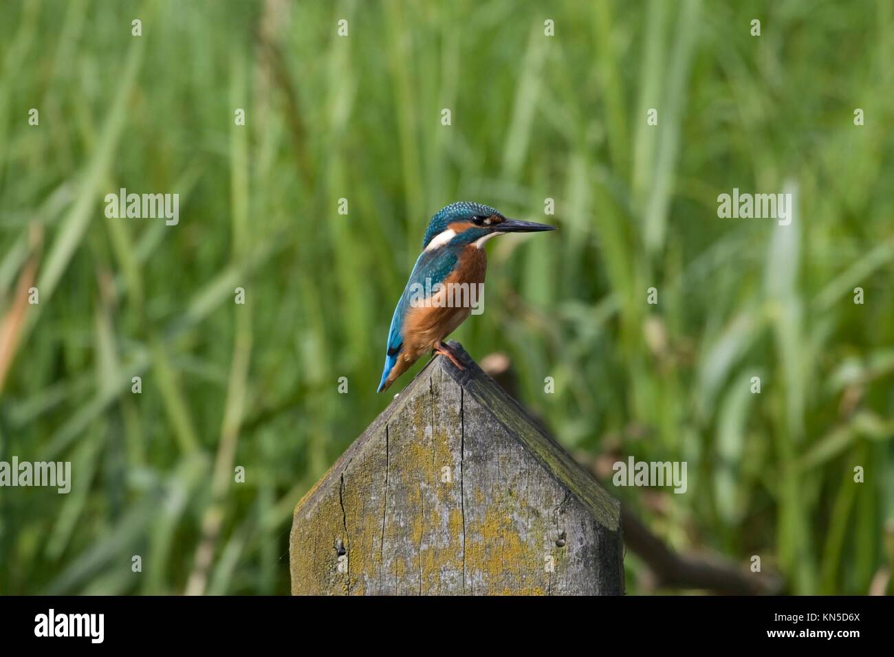 Kingfisher sits on a pile above the water of the old deep, Netherlands. Stock Photo