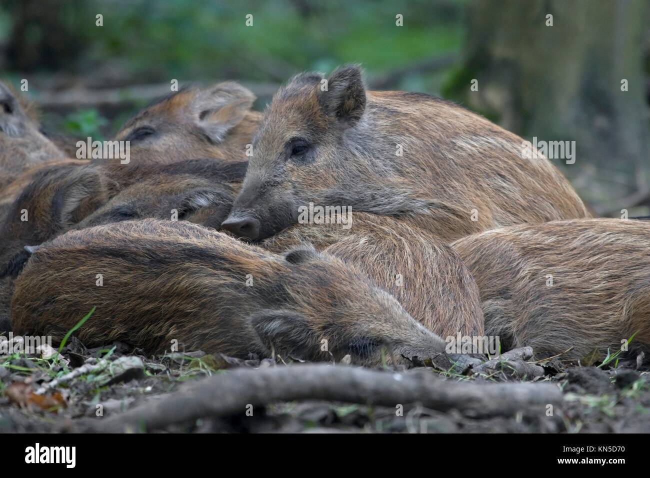 Young wild boar, Netherlands. Stock Photo
