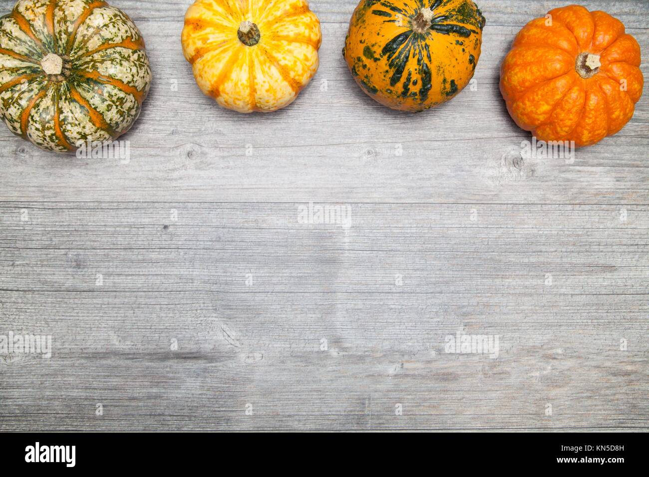 pumpkins on grey table for halloween (copy space). Stock Photo