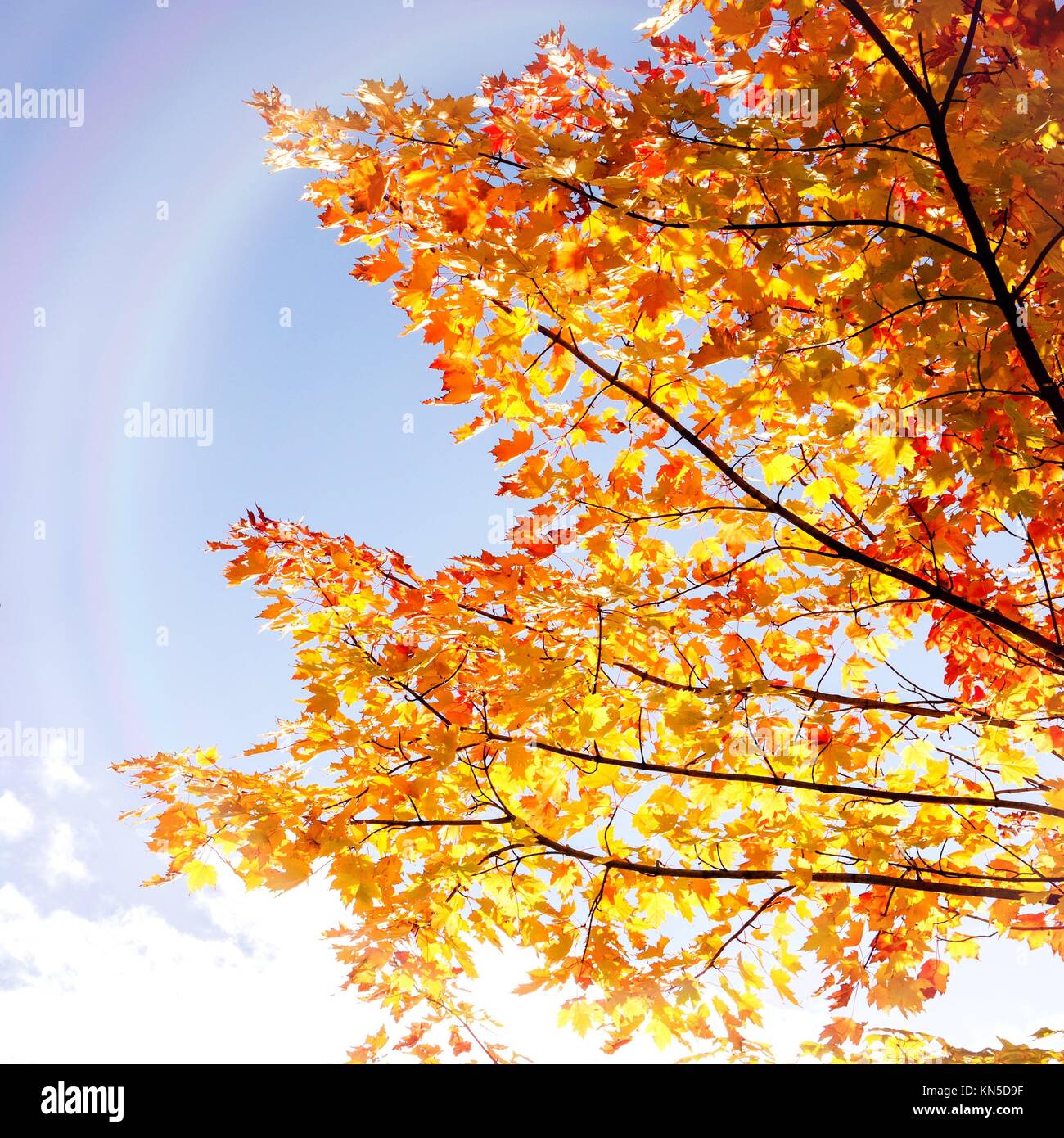 autumn tree and blue sky with rainbow Stock Photo - Alamy