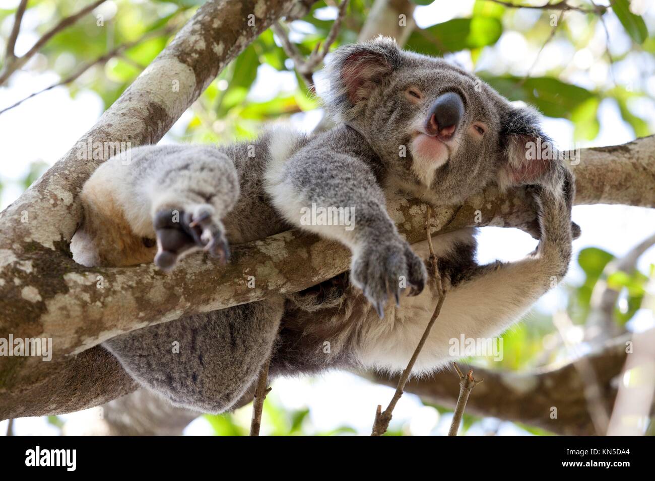 Koala hanging in tree hi-res stock photography and images - Alamy