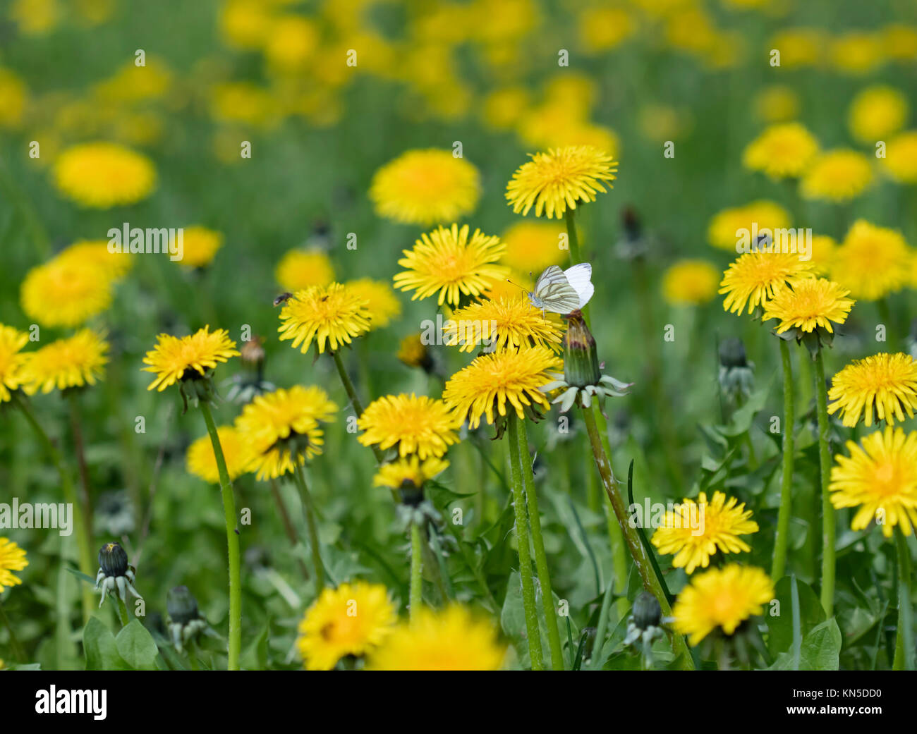 meadow dandelion flowers, nature background Stock Photo - Alamy