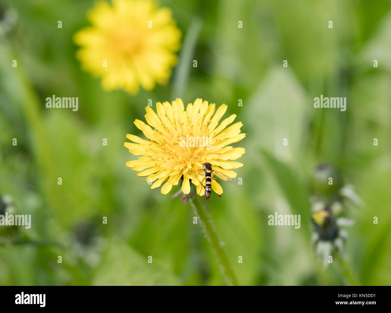 meadow dandelion flowers, nature background Stock Photo - Alamy