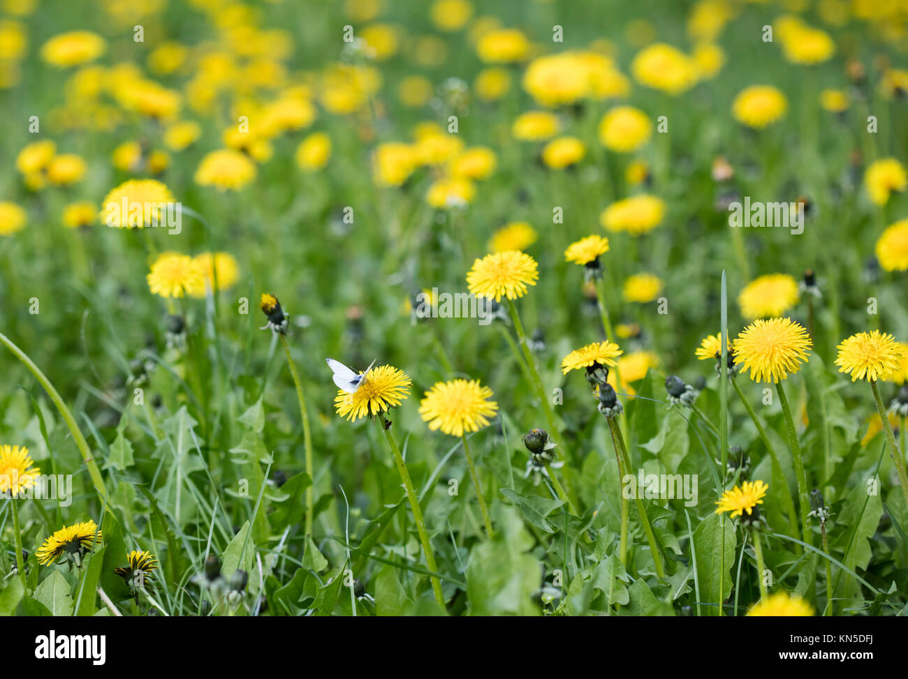 meadow dandelion flowers, nature background Stock Photo - Alamy