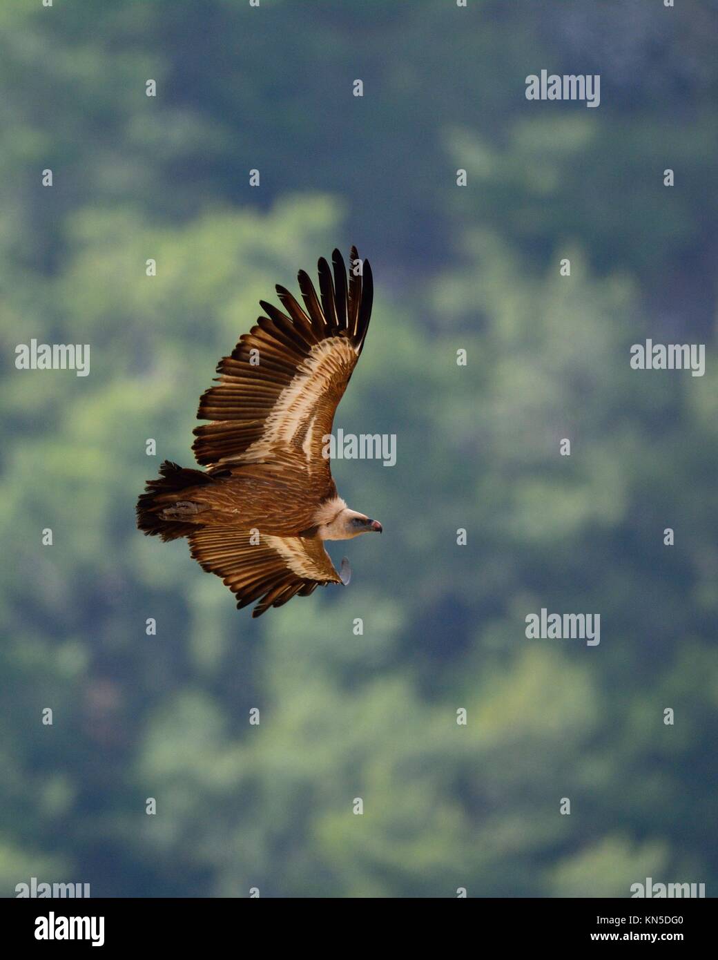 Griffon Vulture Gyps Fulvus Crete Greece Stock Photo