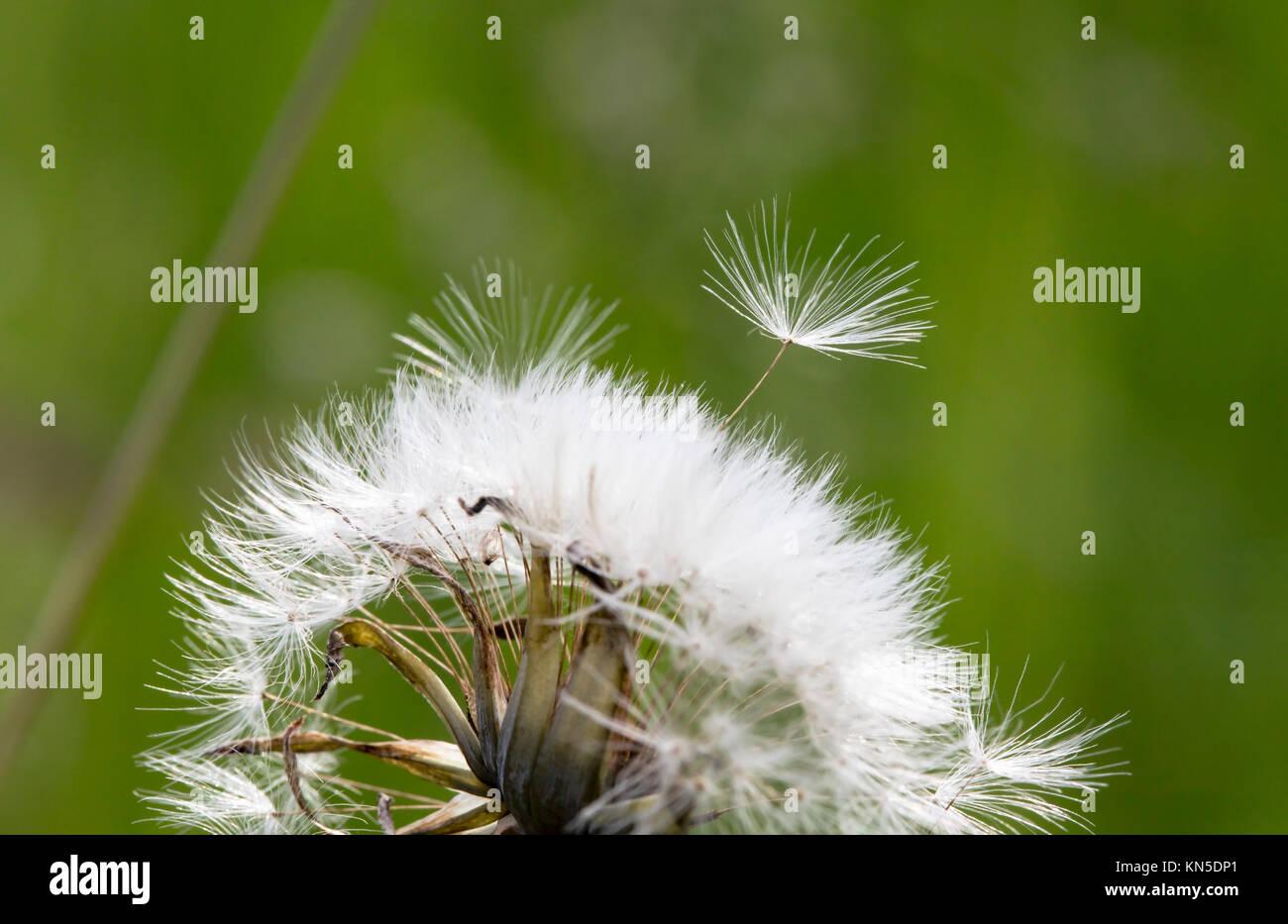 meadow dandelion flowers, nature background Stock Photo - Alamy