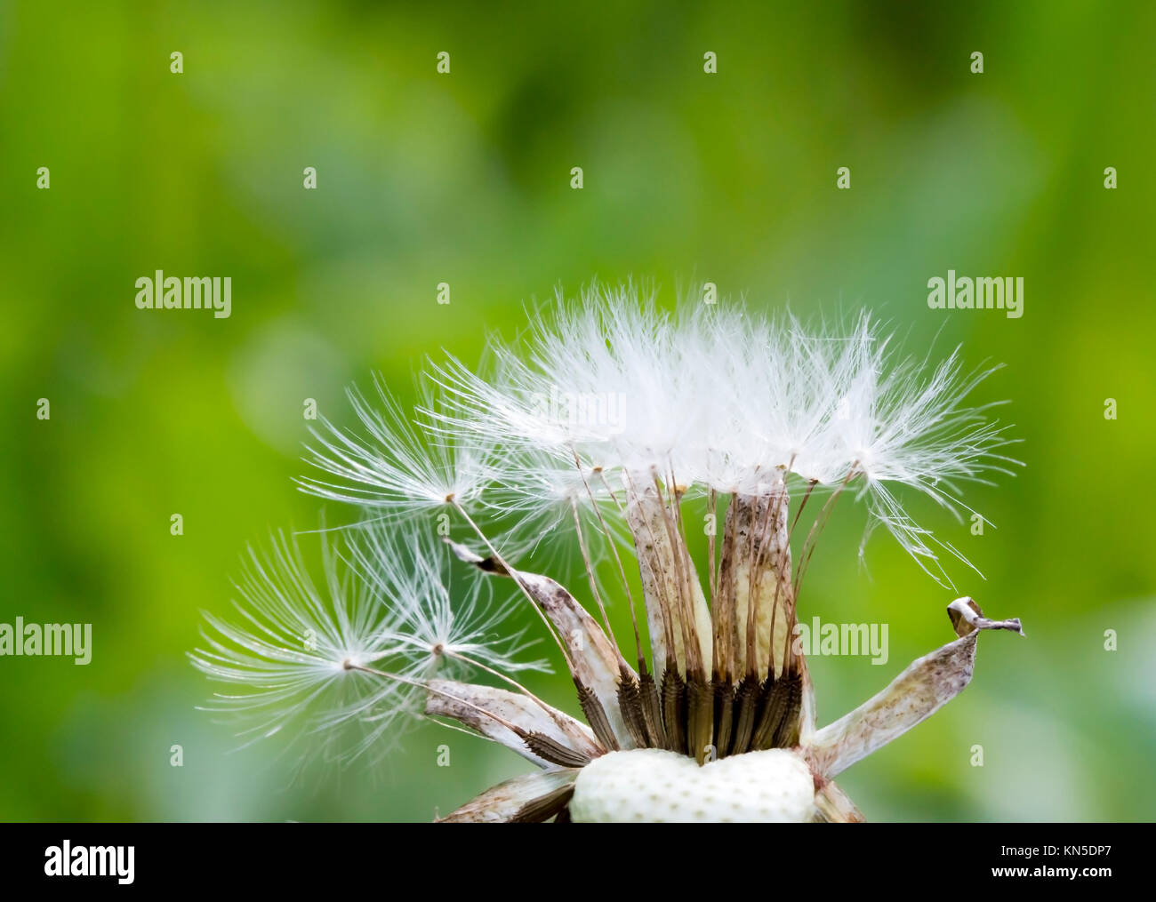 meadow dandelion flowers, nature background Stock Photo - Alamy
