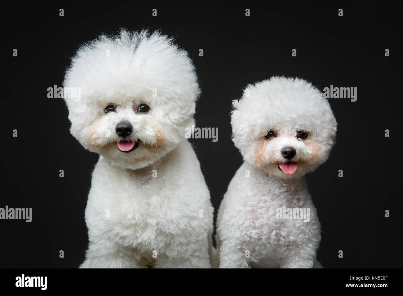 Two black bichon dogs sitting hi-res stock photography and images - Alamy
