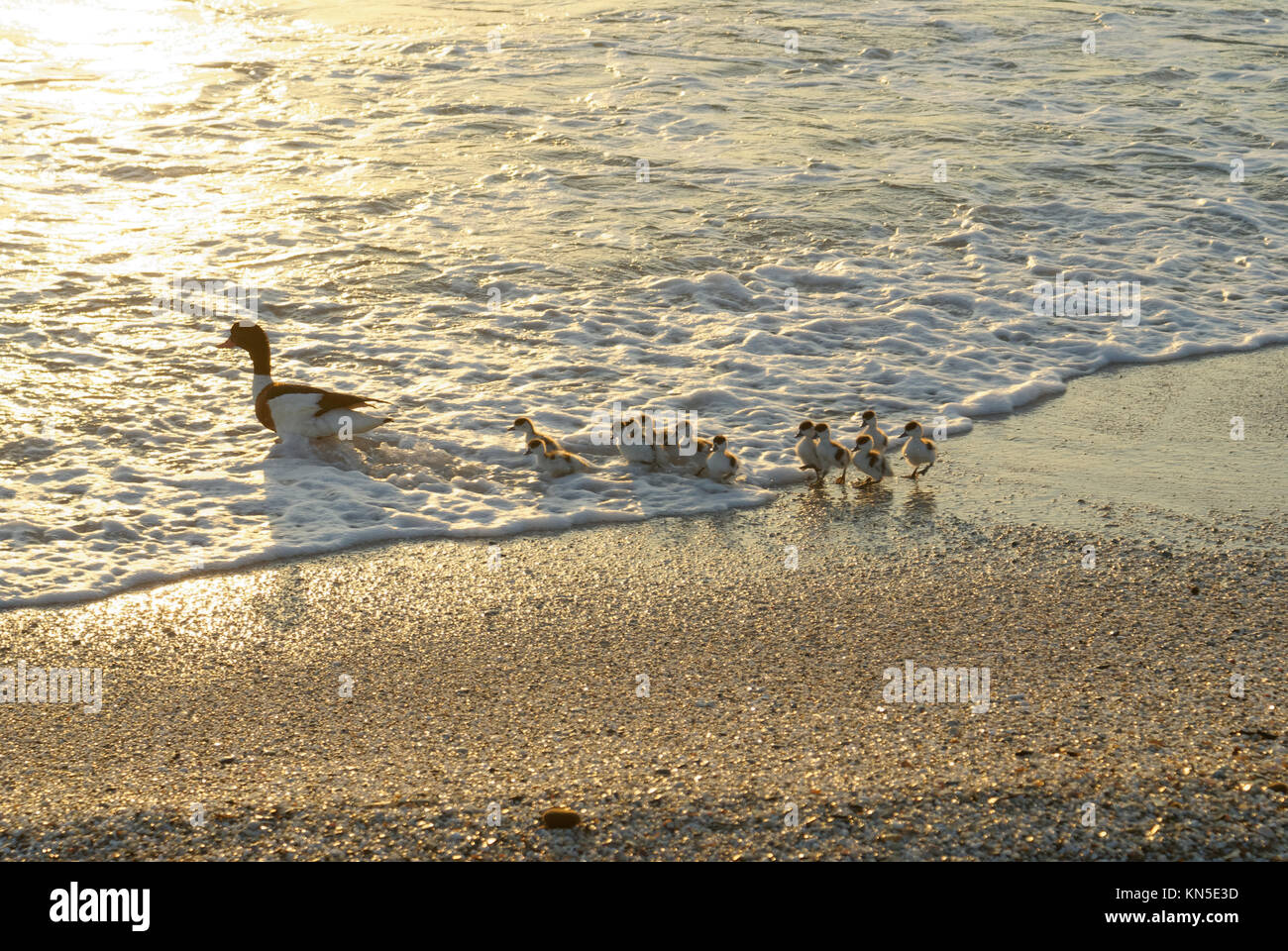 Young ducks following their mother for their first swimming lesson Stock Photo
