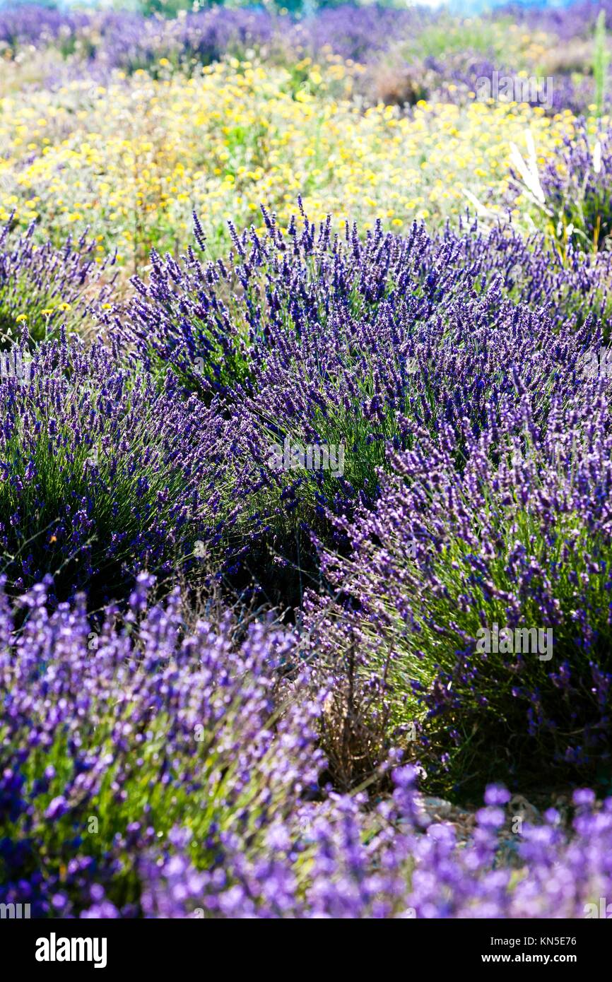 lavender field, Provence, France Stock Photo Alamy