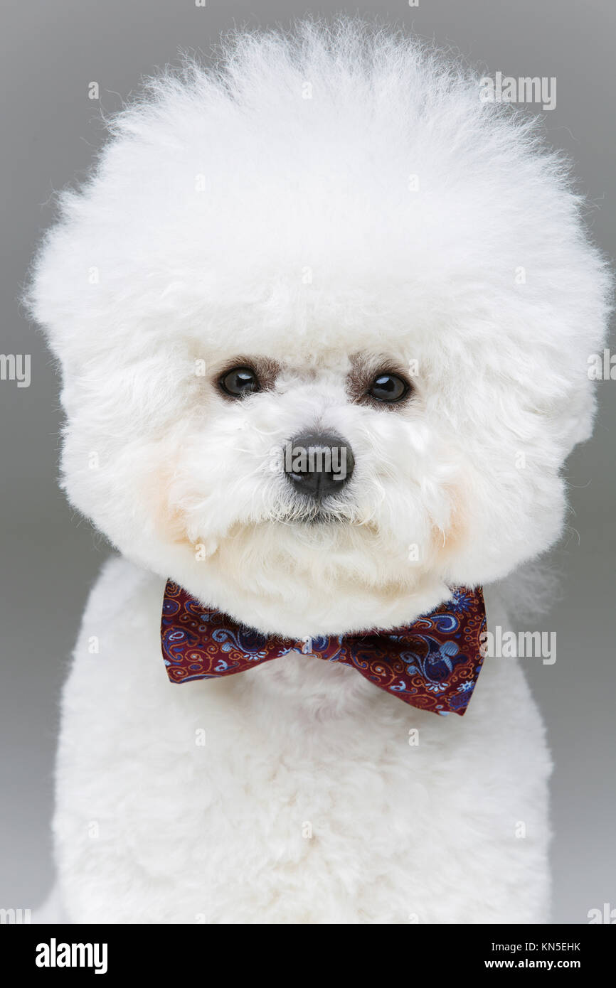 beautiful bichon frisee dog in black bowtie sitting over grey background. copy space. Stock Photo