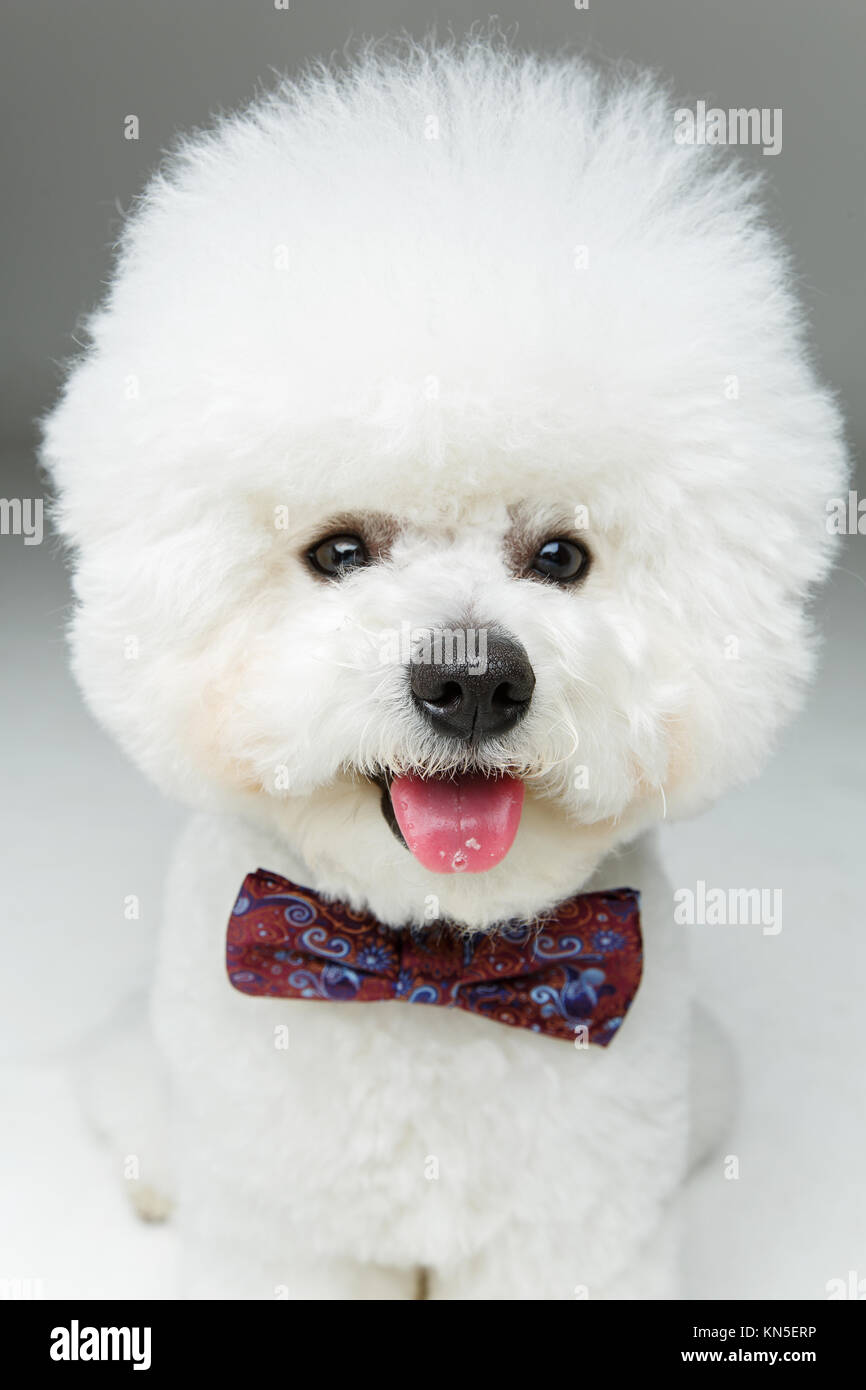 beautiful bichon frisee dog in black bowtie sitting over grey background. copy space. Stock Photo