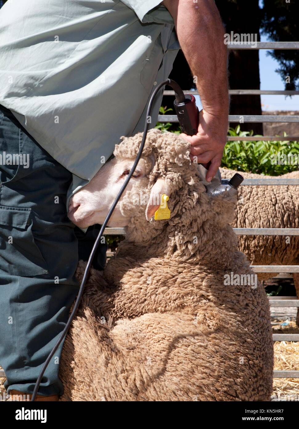 Mature farmer shearing sheep for wool outdoors with clipper. Stock Photo