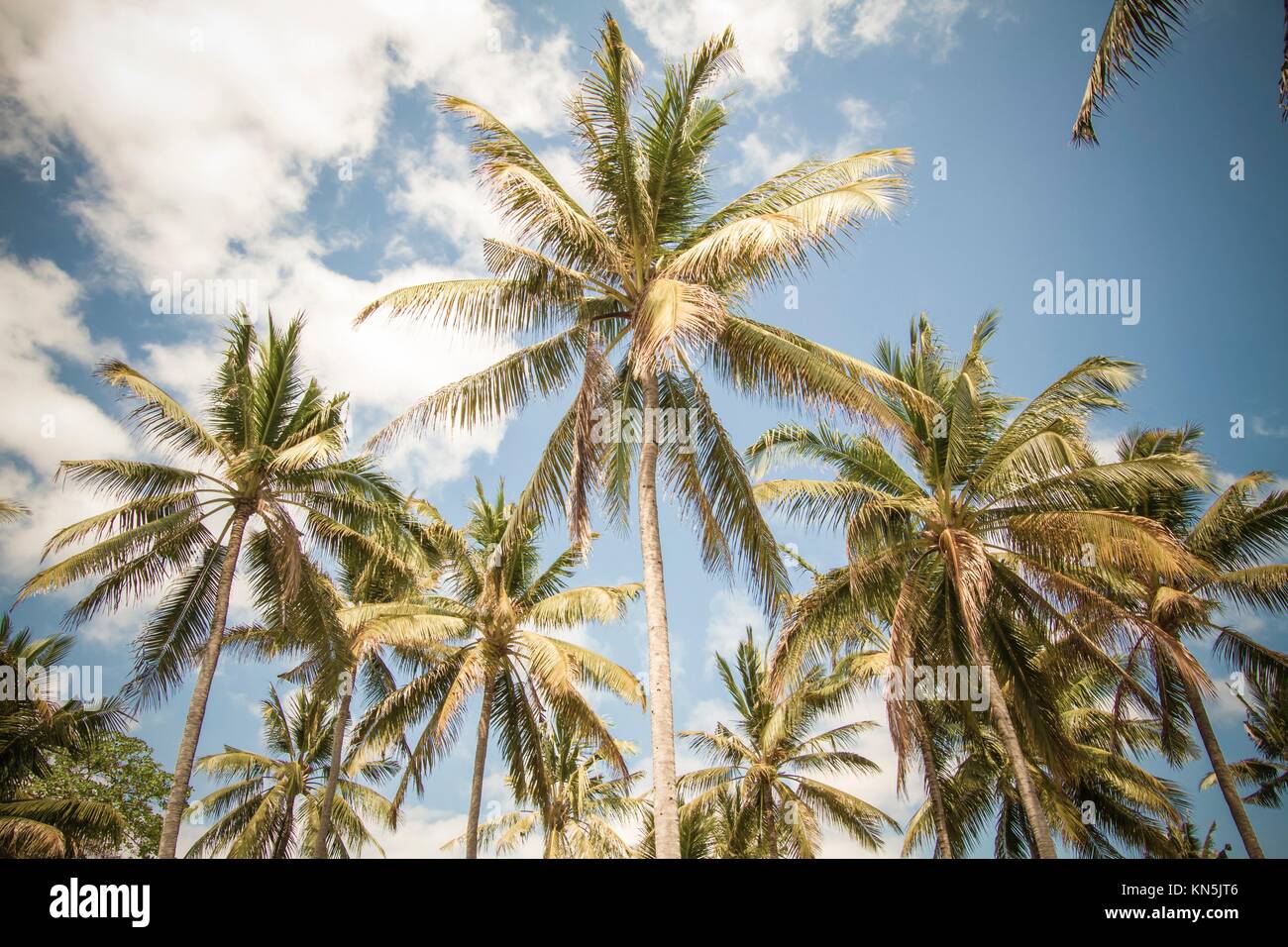 Beautiful Palm Trees Stock Photo Alamy