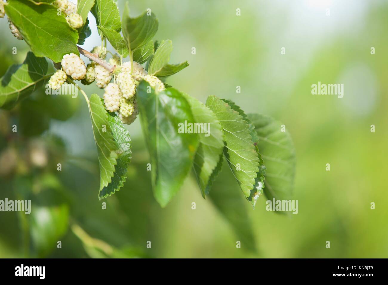 Branch with mature white mulberry fruits and green leafs on springtime. Stock Photo