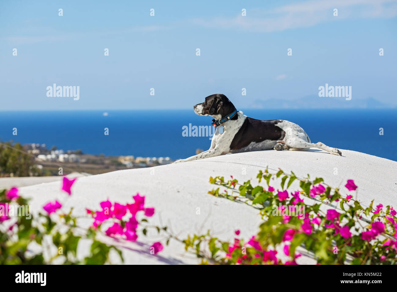 Dog on the roof of a building, Santorini, against a blue sea and a flowering Bush Stock Photo