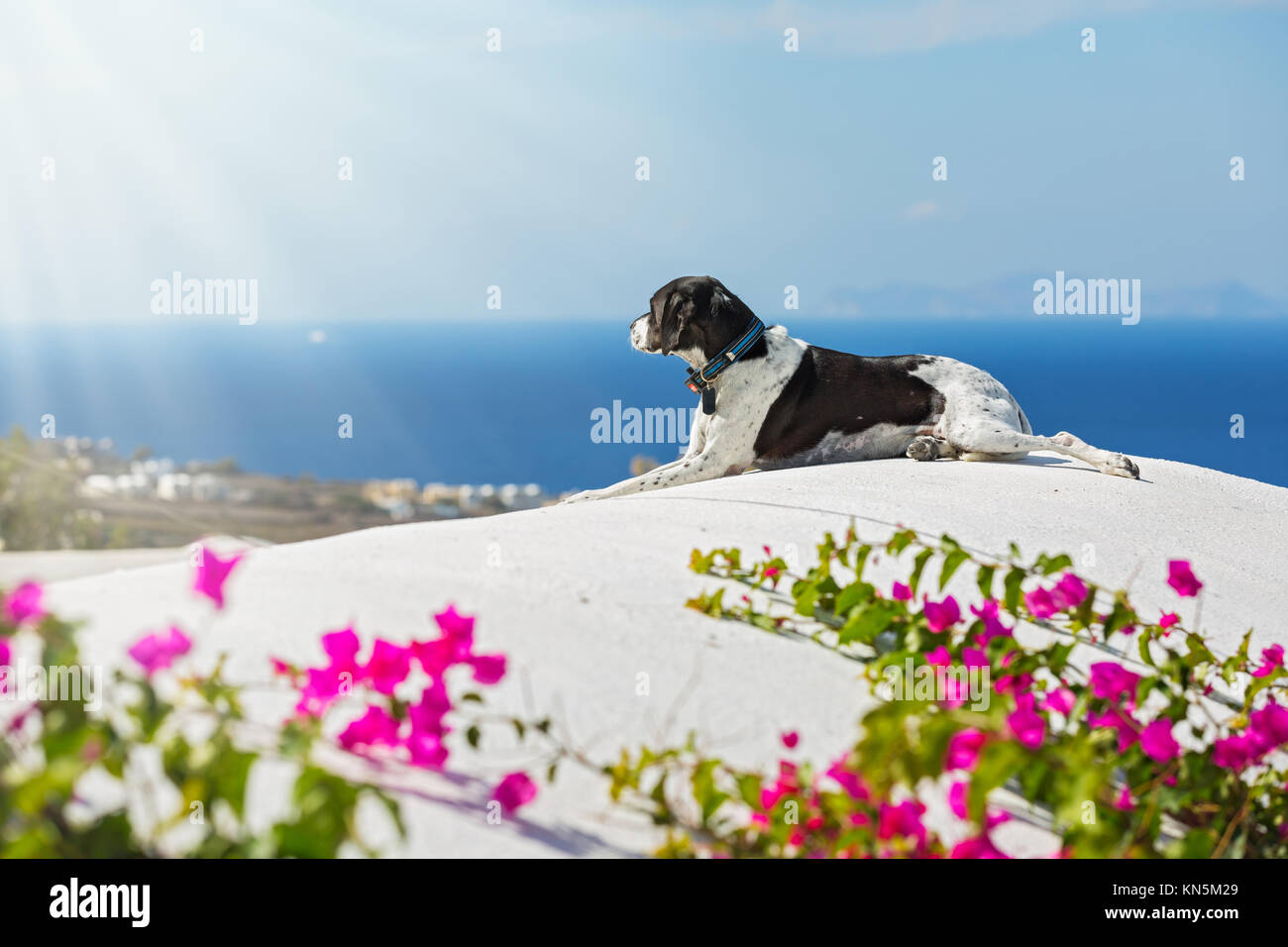 Dog on the roof of a building, Santorini, against a blue sea and a flowering Bush Stock Photo