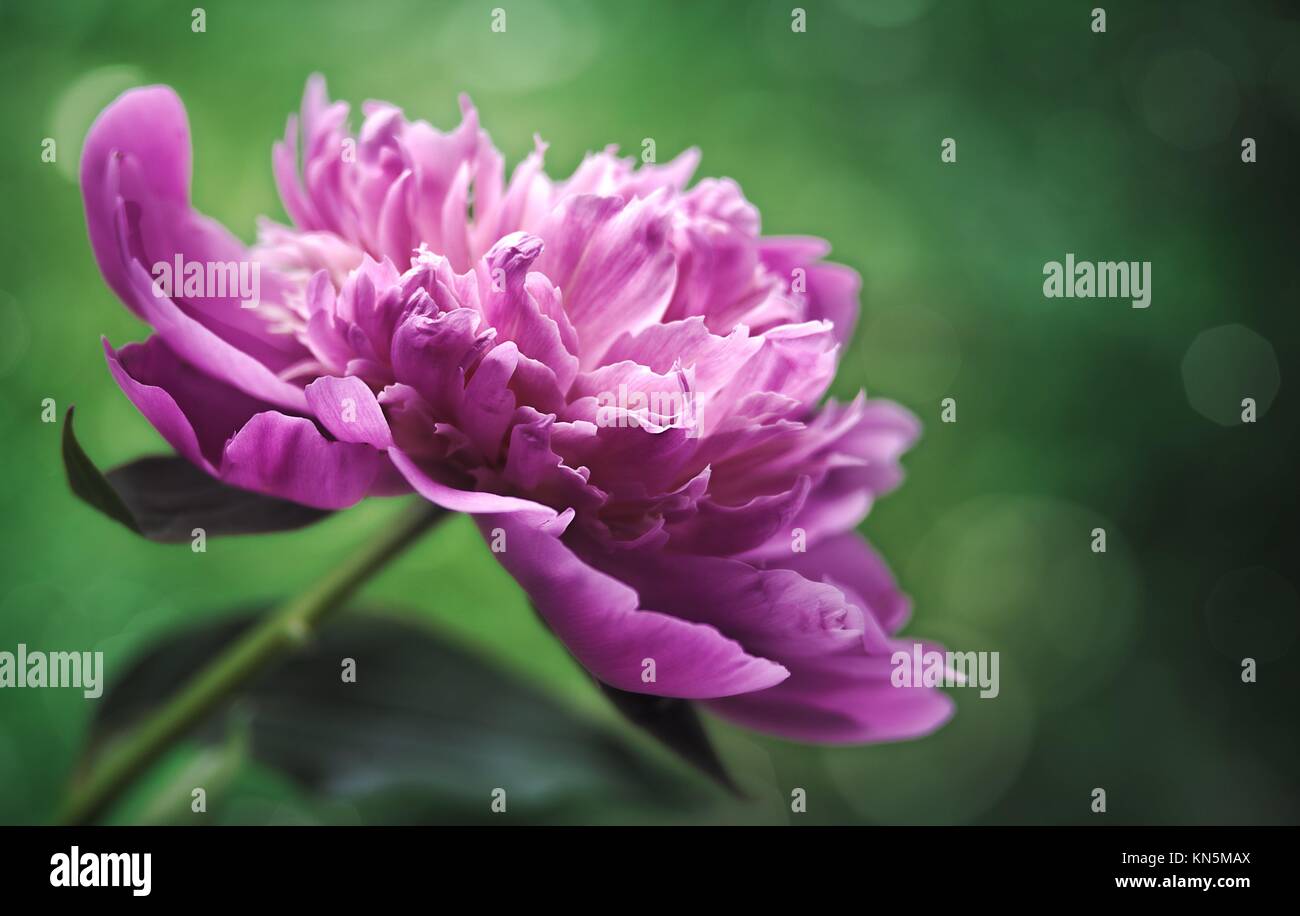 Flower wallpapers hi-res stock photography and images - Alamy