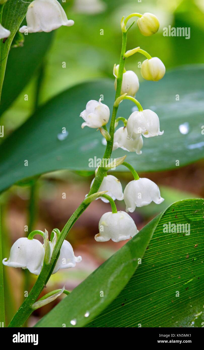 Close up plant flower convallaria hires
