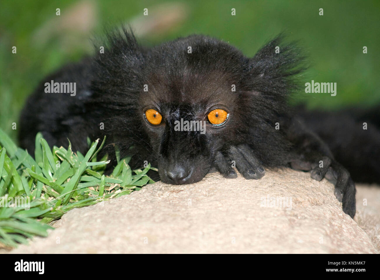 Black lemur staring while resting on a rock, with intense amber coloured eyes. Stock Photo