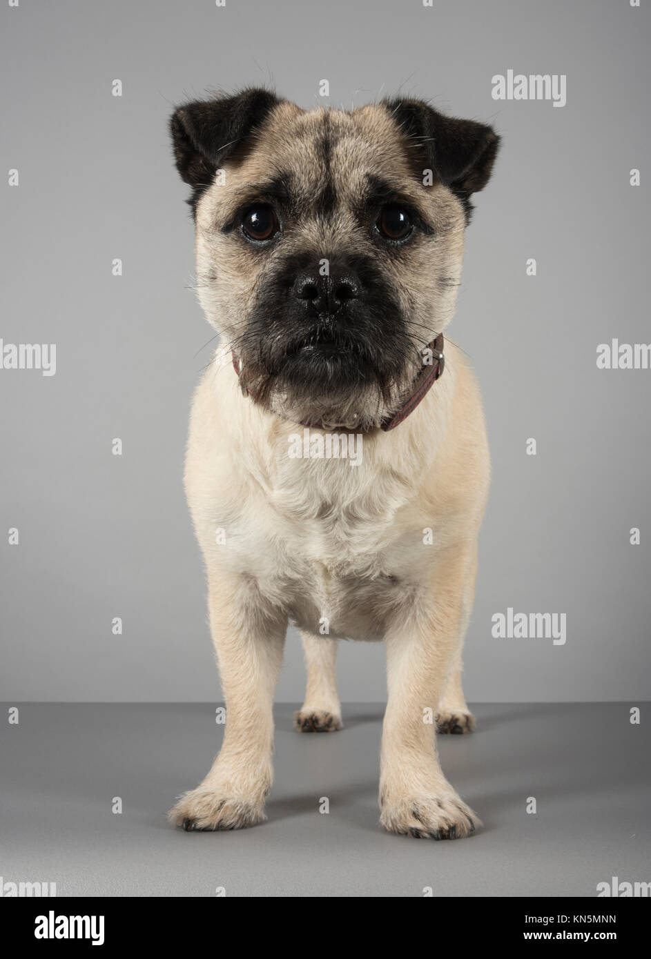 Jug dog (hybrid pug and a jack russell terrier) in the UK. Stock Photo