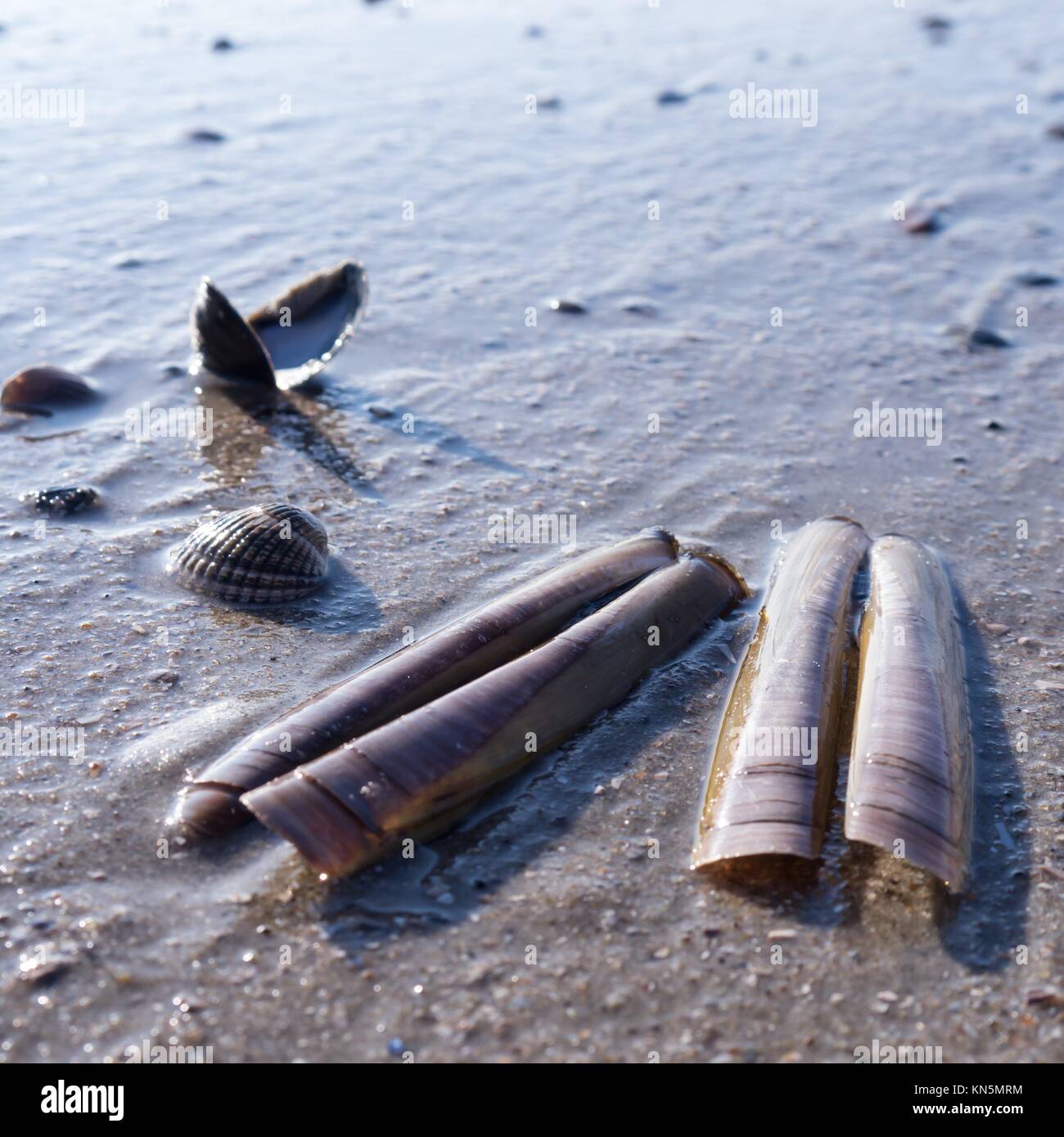 mussels in sand at the beach Stock Photo Alamy