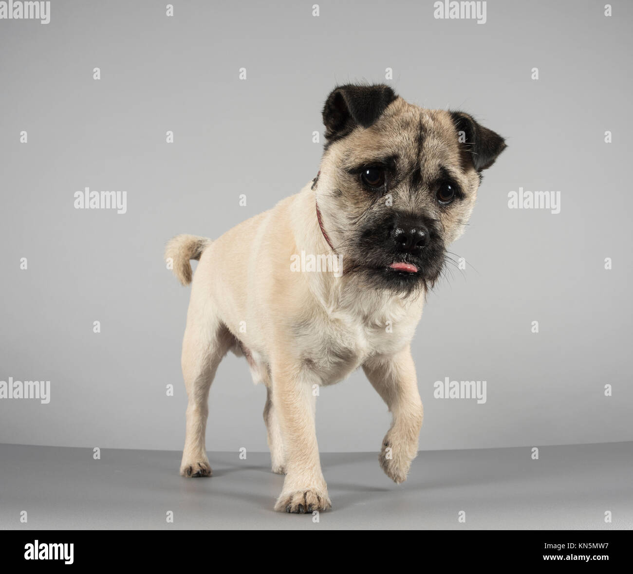 Jug dog 2024