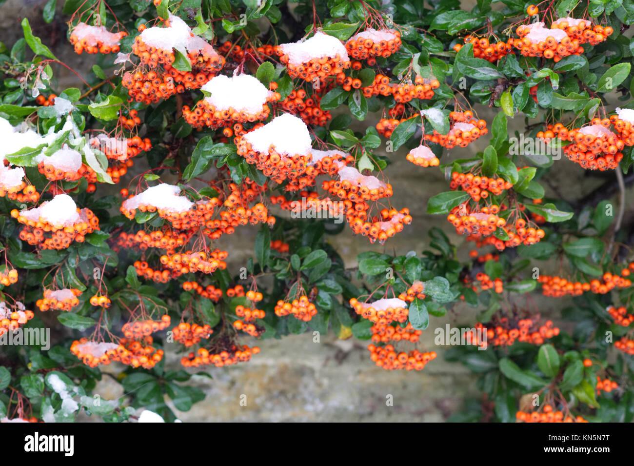 red berries covered in snow on a cottage Stock Photo - Alamy
