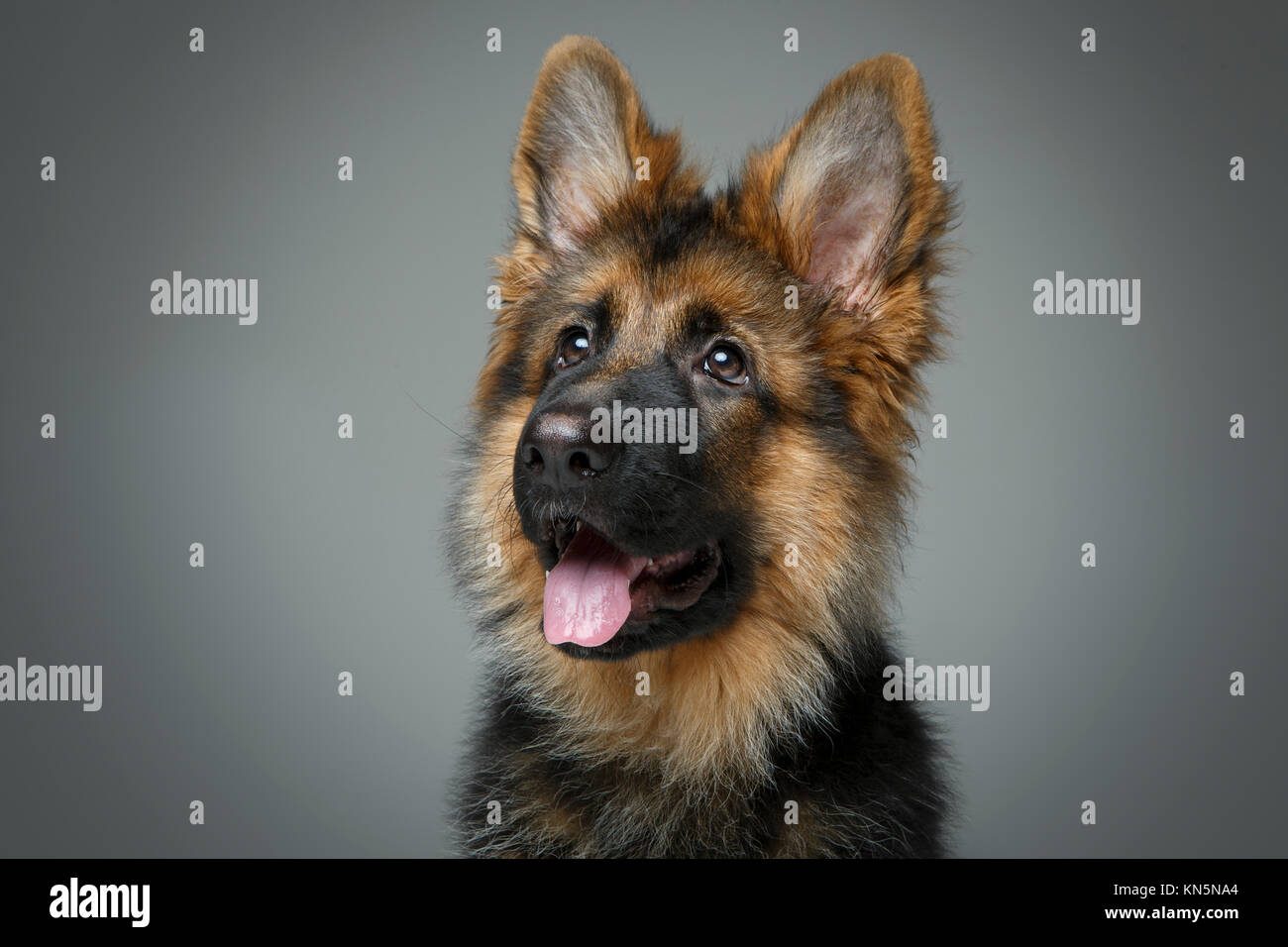 Grey German Shepherd Puppies