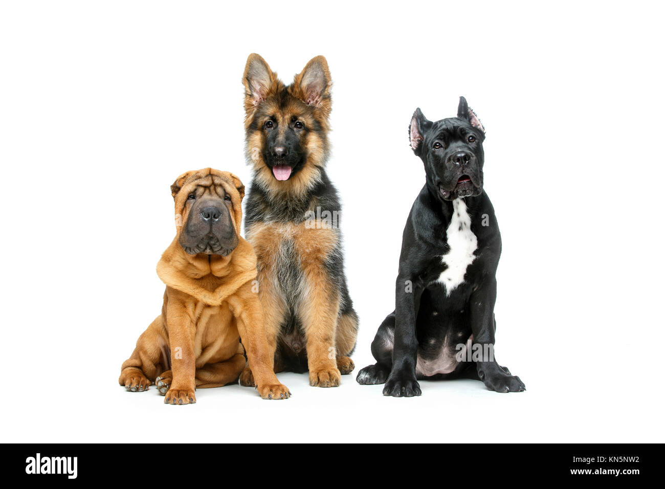 Beautiful Shar Pei Cane Corso And German Shepard Puppy Dogs