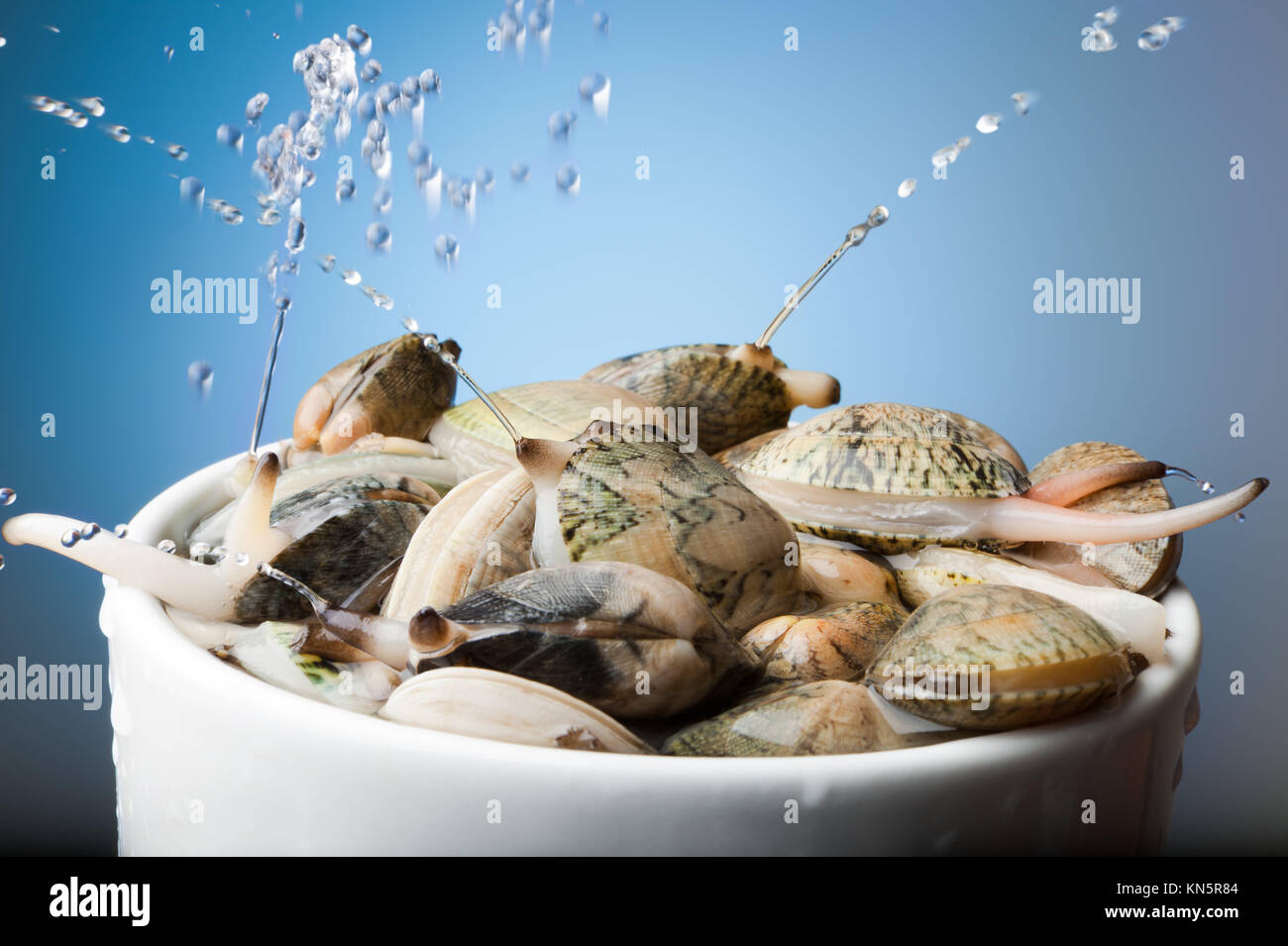 Clam Siphon High Resolution Stock Photography and Images Alamy
