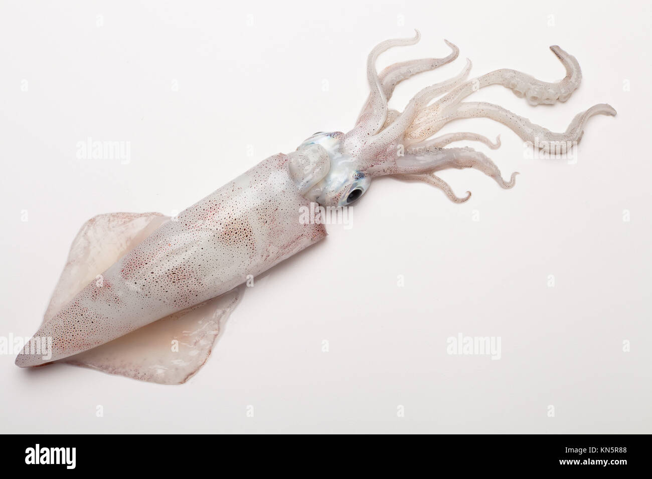 Squid white background hi-res stock photography and images - Alamy