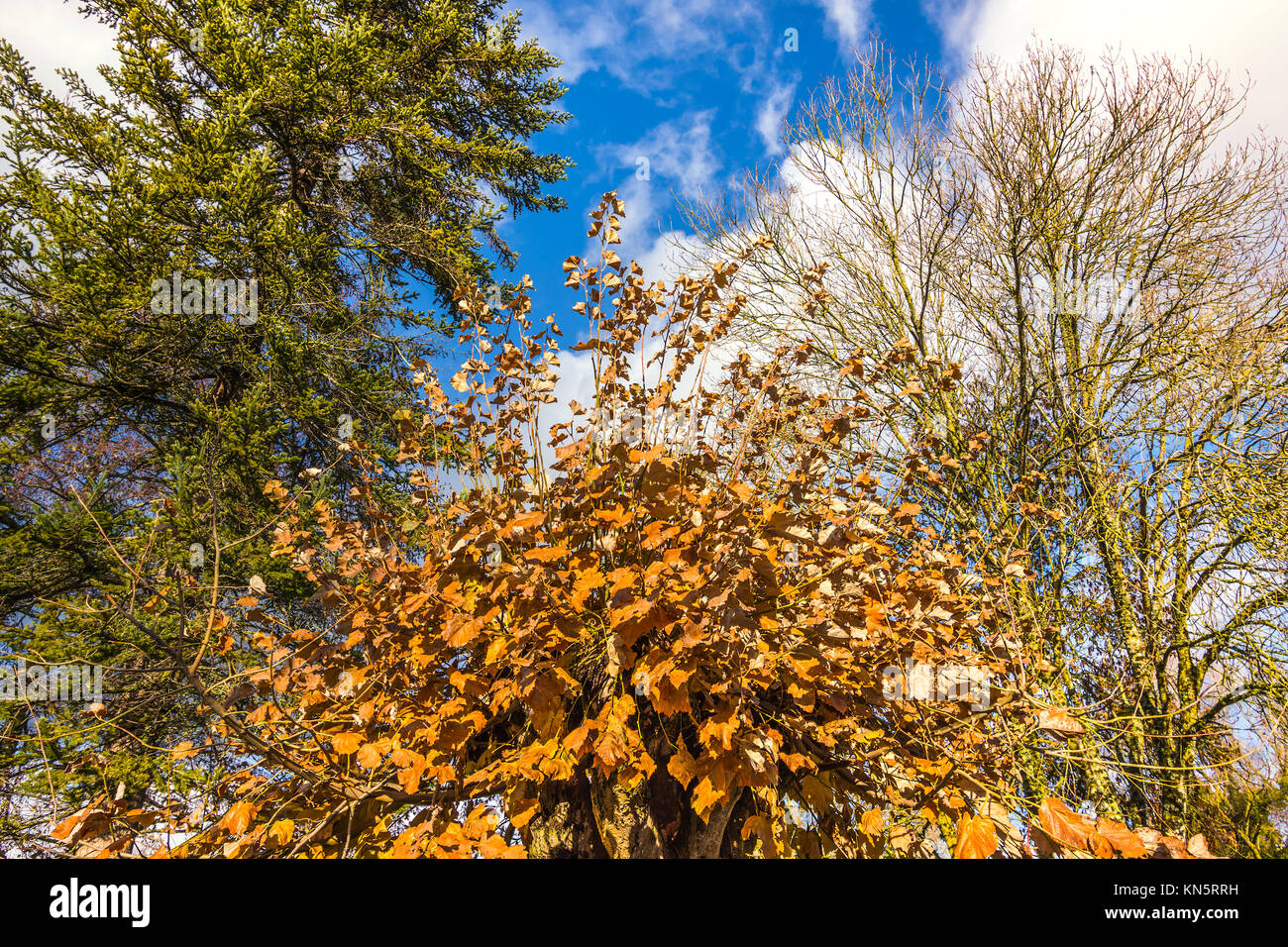 Autumn leaves on pollarded Lime tree. Stock Photo