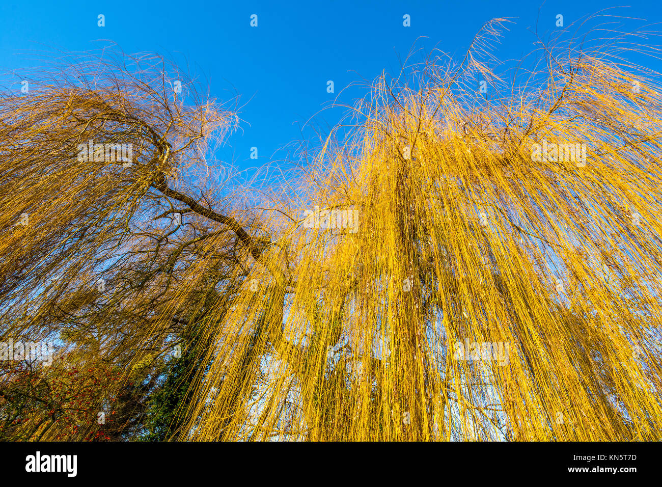 Autumn Willow Tree Stock Photos & Autumn Willow Tree Stock Images - Alamy