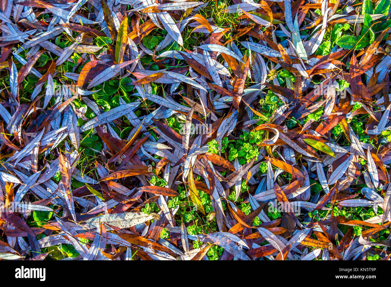Willow tree leaves on ground. Stock Photo