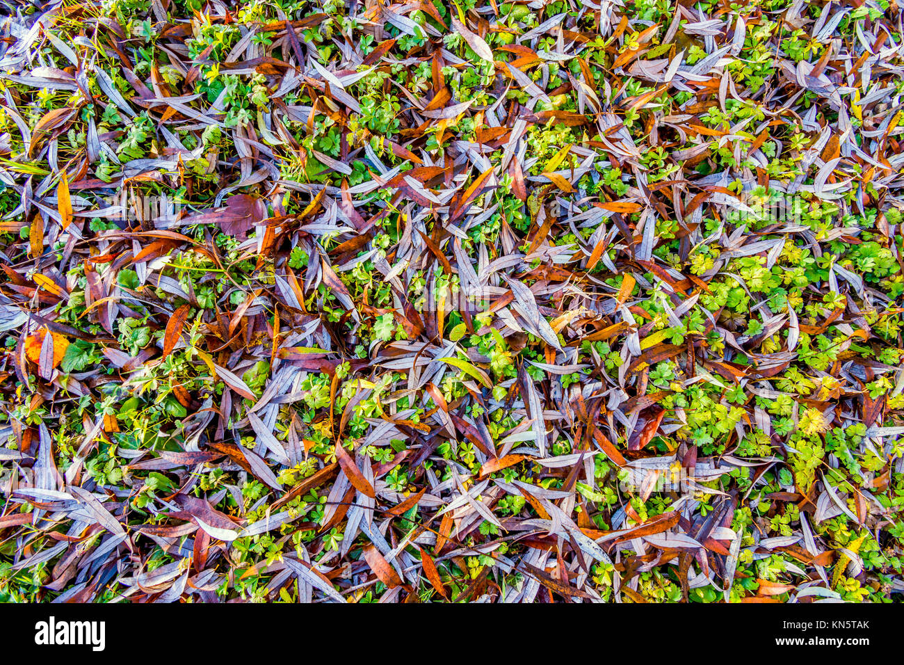 Willow tree leaves on ground. Stock Photo