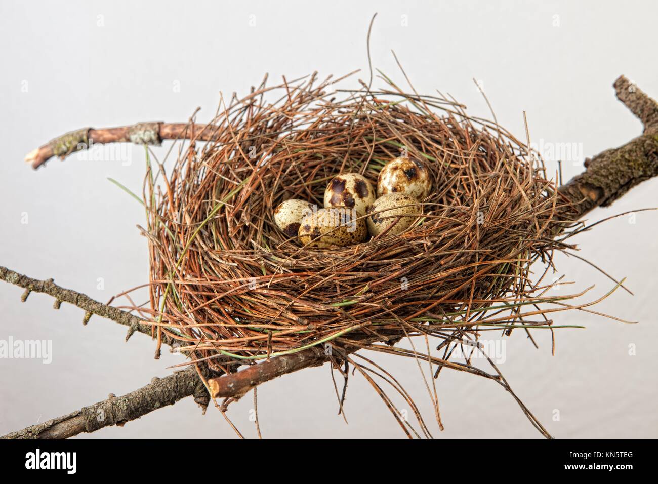 Bird nest made of pine tree needles with quail eggs. Isolated over white background and placed over tree branch. Stock Photo