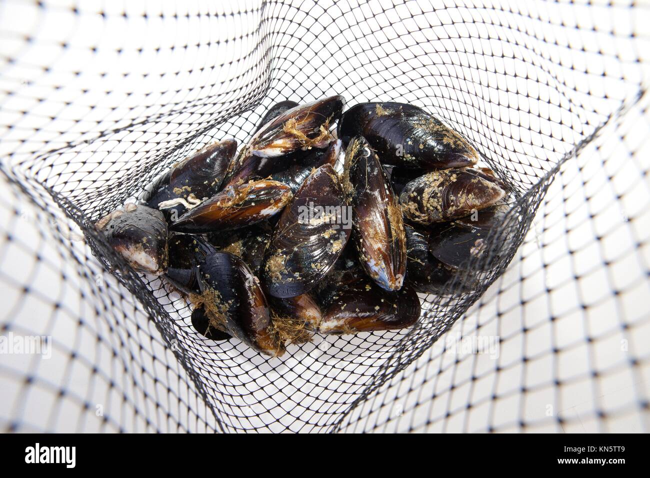 Fresh raw mussels on their net. Isolated on a white background. Stock Photo