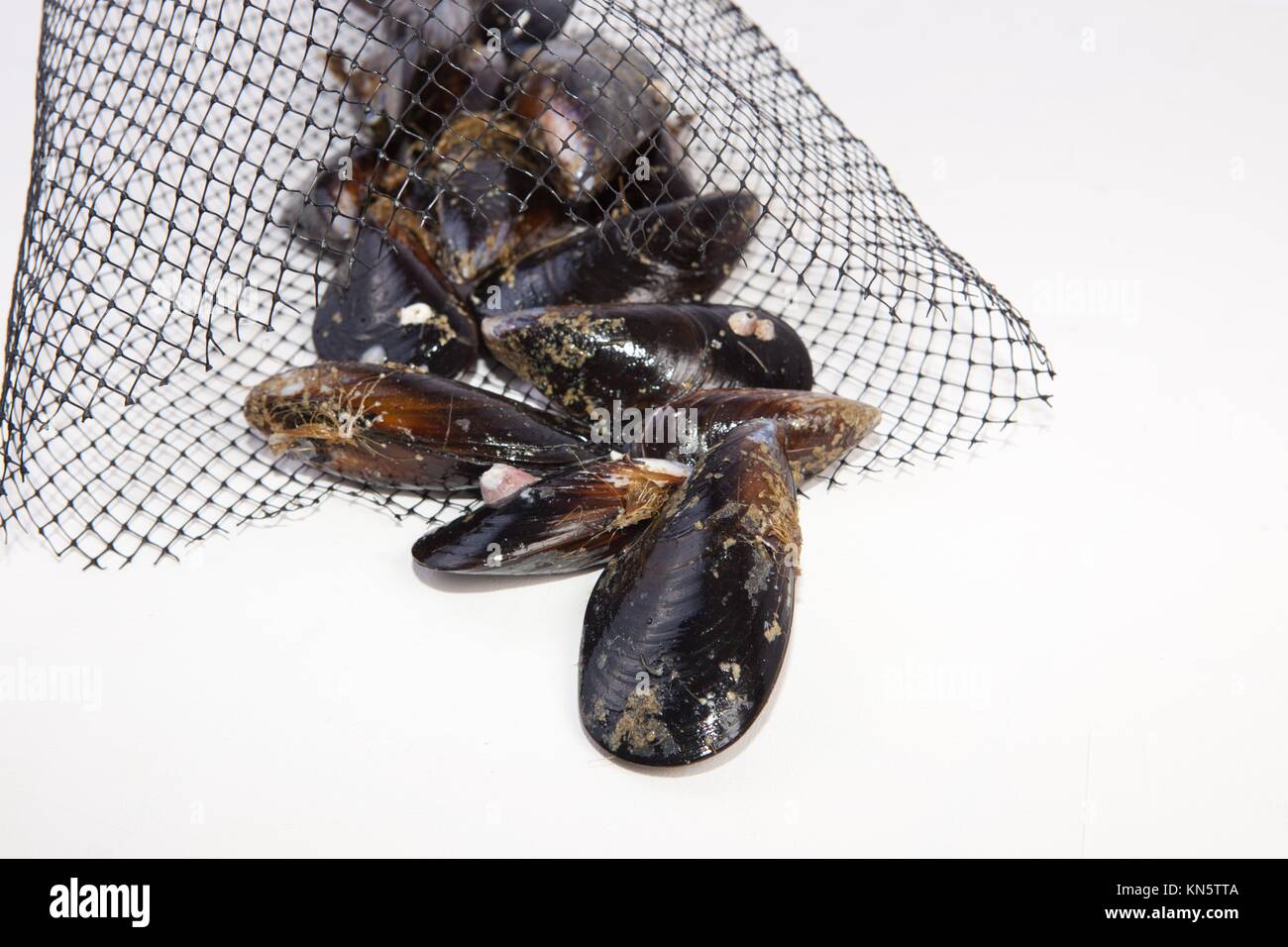 Mussel fishing hires stock photography and images Alamy