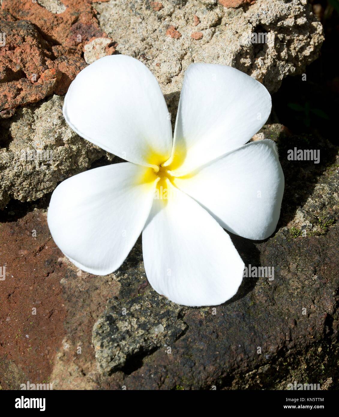 Temple Tree Flower. The flower is seen as the symbol of the fragile human life out of which should come the fragrance of devotion that allows the Stock Photo