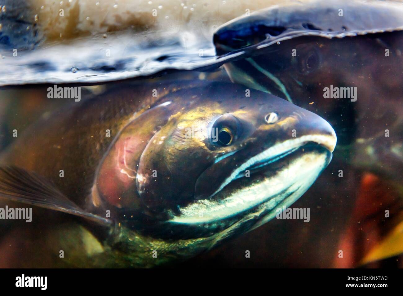 Fear Salmon Oncorhynchus tshawytscha Issaquah Hatchery Washington. Salmon swim up the Issaquah creek from the sea and are caught in the Hatchery. In Stock Photo