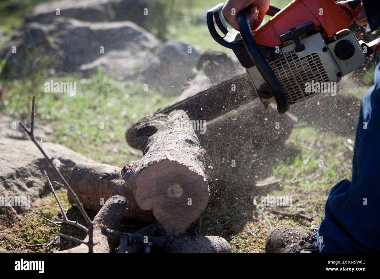 Lumberjack worker cutting holm oak firewood with a chainsaw. Stock Photo