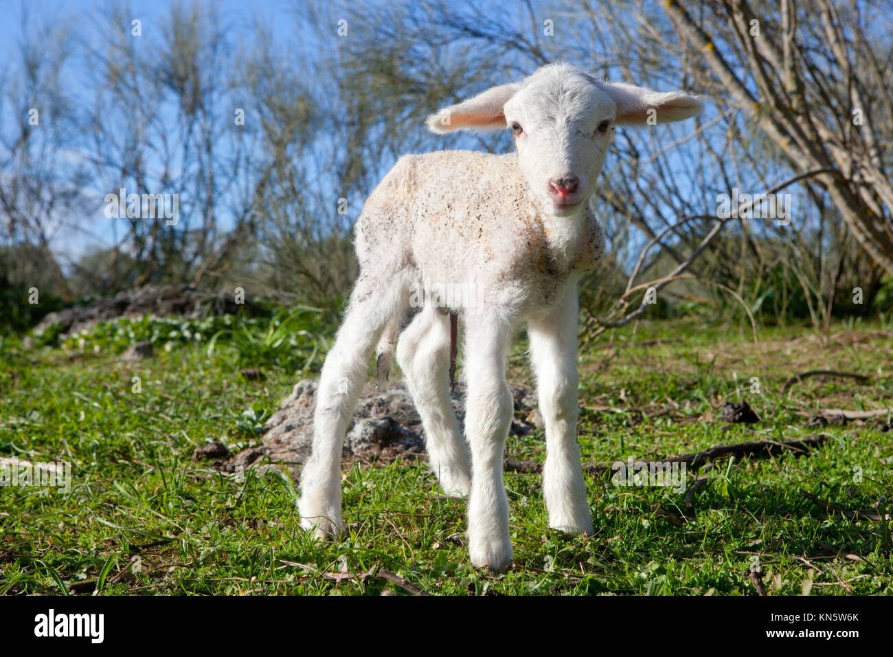 One winter young lamb running and playing on dehesa landscape. Stock Photo