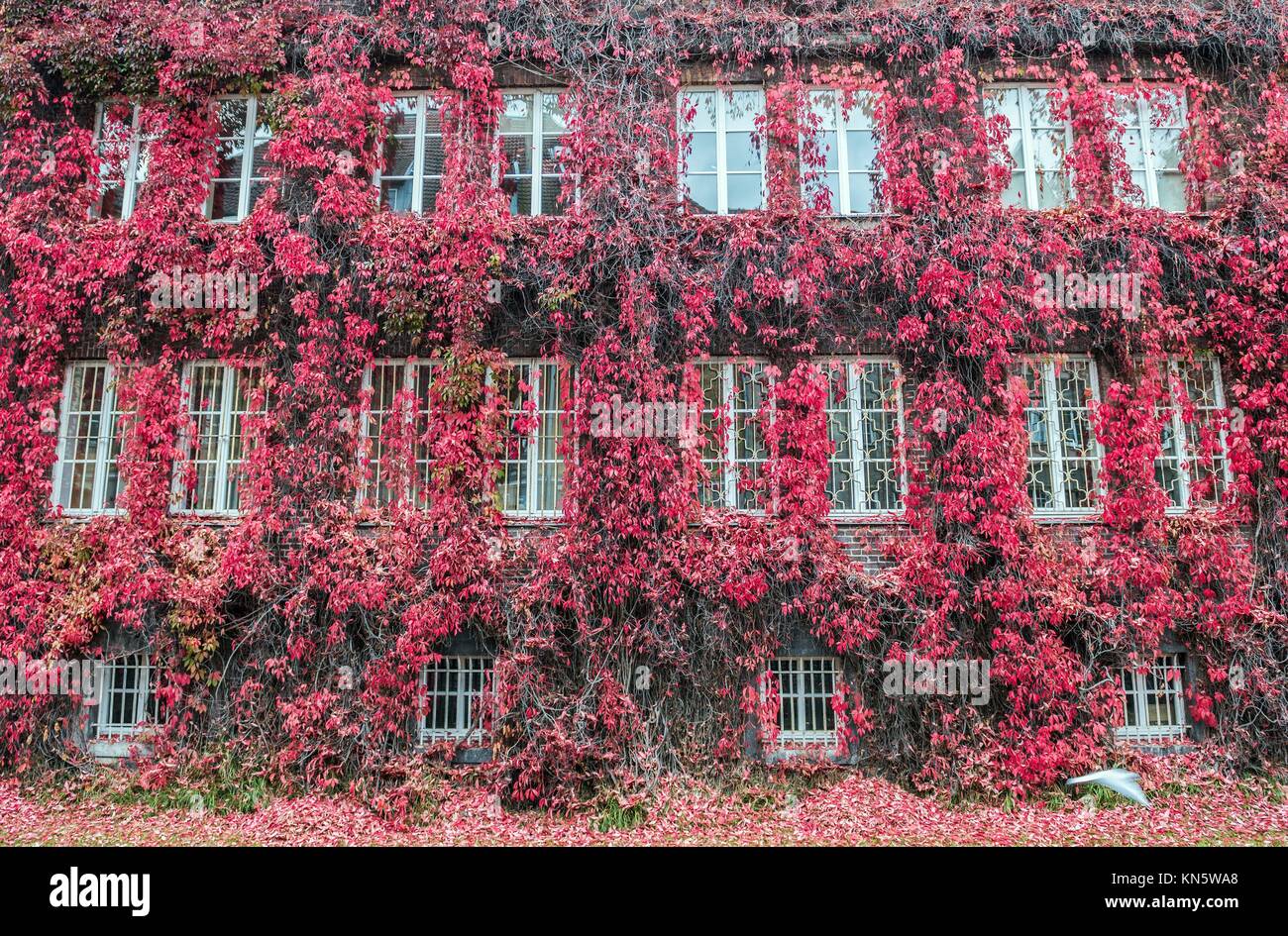 building wall covered with red ivy in Gdansk, Poland. Stock Photo