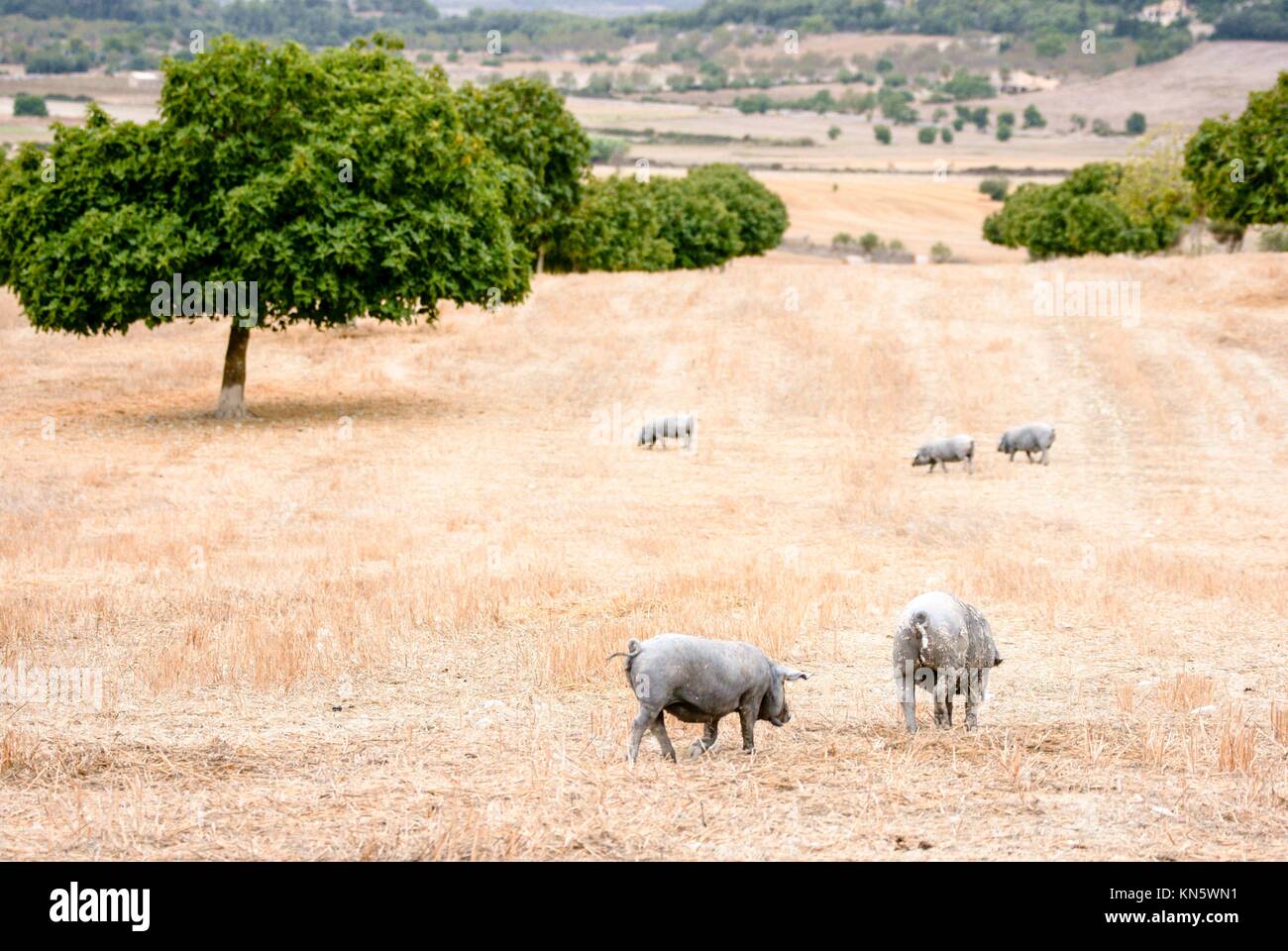 Herd Of Pigs Porc Negre Son Brondo Lloret De Vistalegre Mallorca Stock Photo Alamy