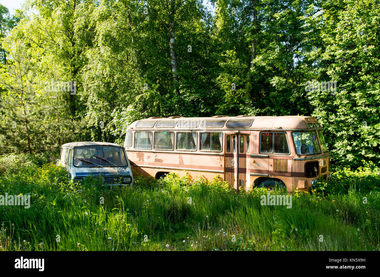 Two old soviet era buses dumped near a forest and overgrown with weeds. Stock Photo