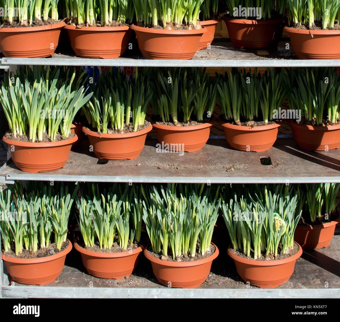 Market stall with daffodil pots on display for sale, Vallingby Sweden